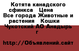 Котята канадского сфинкса › Цена ­ 15 - Все города Животные и растения » Кошки   . Чукотский АО,Анадырь г.
